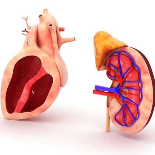 Cardio renal disease